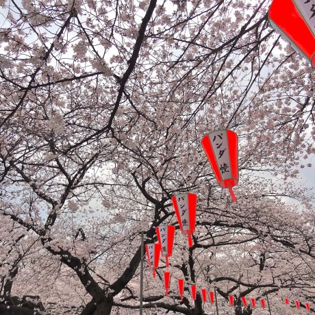 上野公園でお花見 上野公園でお花見