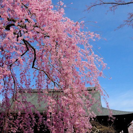 京都 天龍寺の春 京都 天龍寺の春