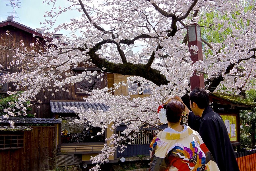 京都　祇園白川