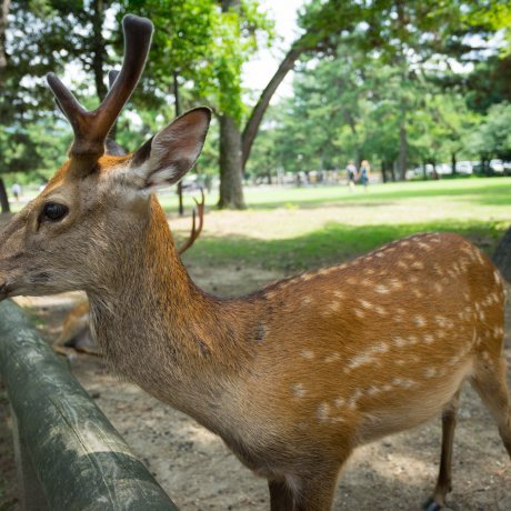 奈良公園