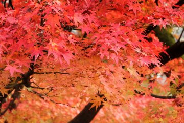西山公園 西山公園