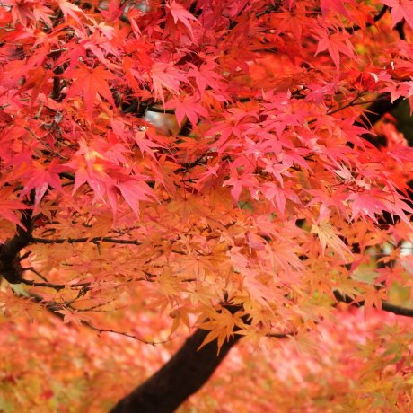 西山公園の紅葉 西山公園の紅葉