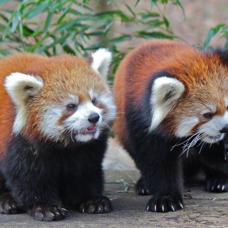 千葉市動物公園