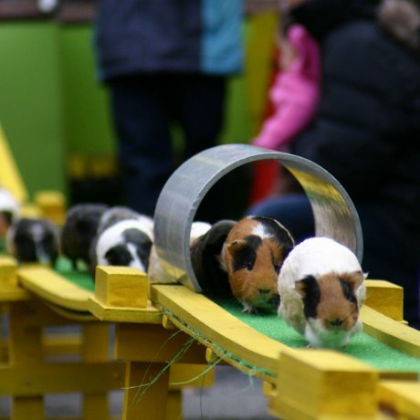 狭山市立智光山公園こども動物園 狭山市立智光山公園こども動物園