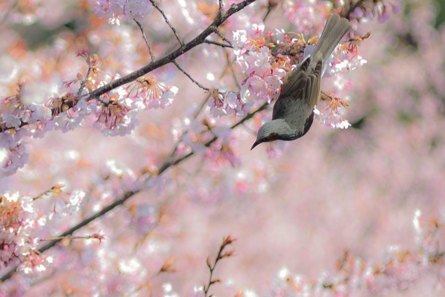 原田家の蜂須賀桜