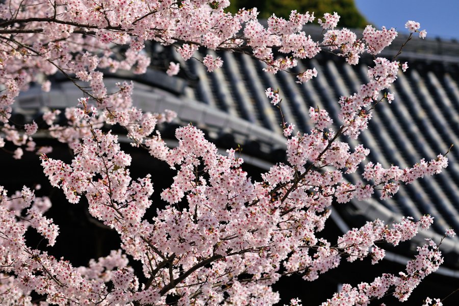 桜日和