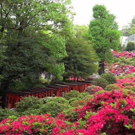 根津神社 – つつじが岡 根津神社 – つつじが岡