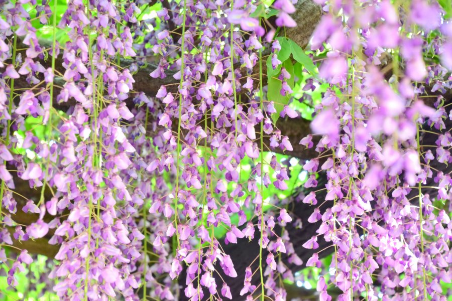 紫式部公園の藤の回廊