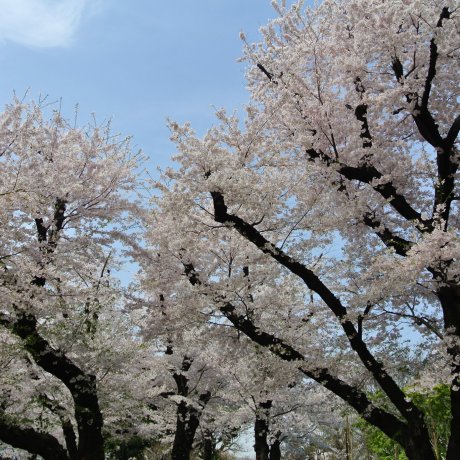 Cherry Blossoms of Asukayama Park Cherry Blossoms of Asukayama Park