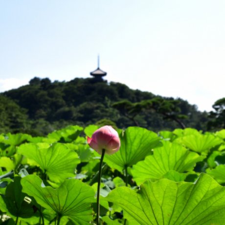 三溪園の蓮の花 三溪園の蓮の花