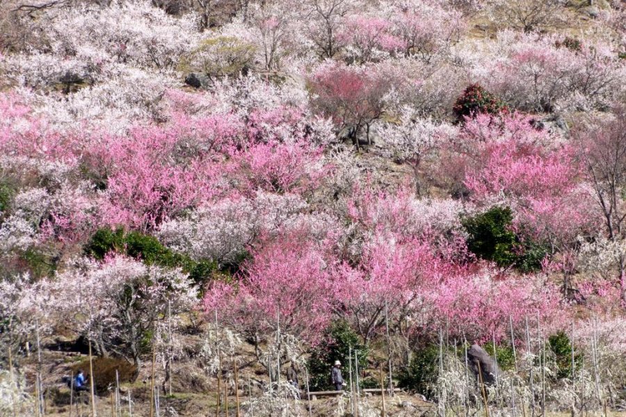 神奈川　幕山公園