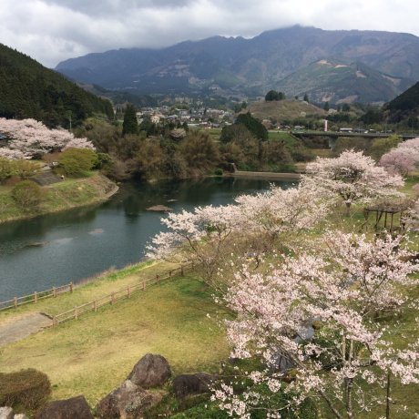 桜の市房ダム 桜の市房ダム