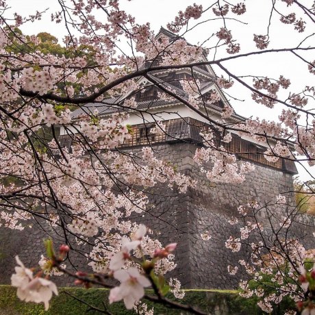 Cherry Blossoms at Kumamoto Castle Cherry Blossoms at Kumamoto Castle