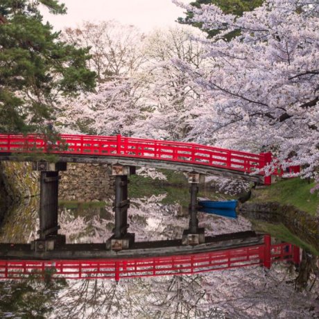 Hirosaki in Cherry Blossom Season Hirosaki in Cherry Blossom Season