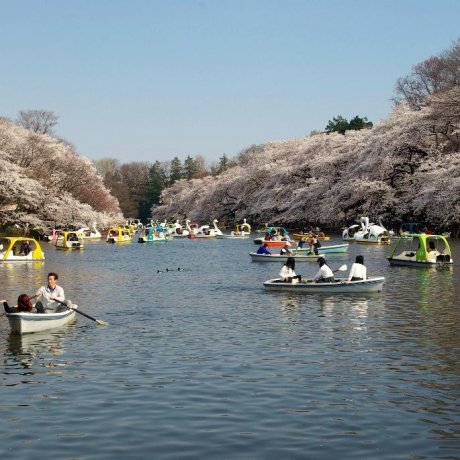 井の頭公園の桜 井の頭公園の桜