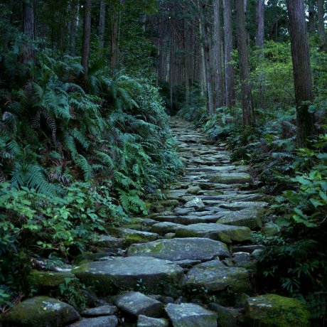 Kumano Kodo Iseji: Binshiyama and the Magose-Toge Pass Kumano Kodo Iseji: Binshiyama and the Magose-Toge Pass