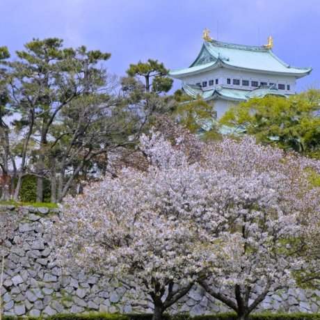 名古屋城のお花見 名古屋城のお花見