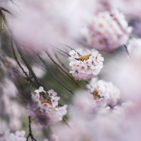 Cherry Blossom Guide: Flower Types Cherry Blossom Guide: Flower Types