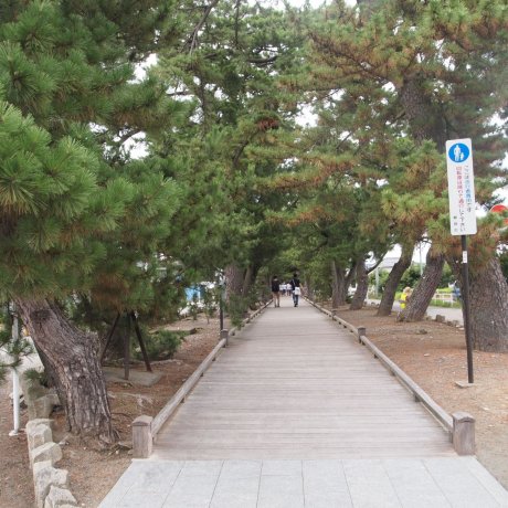 Miho-no-Matsubara(三保の松原) Miho-no-Matsubara(三保の松原)