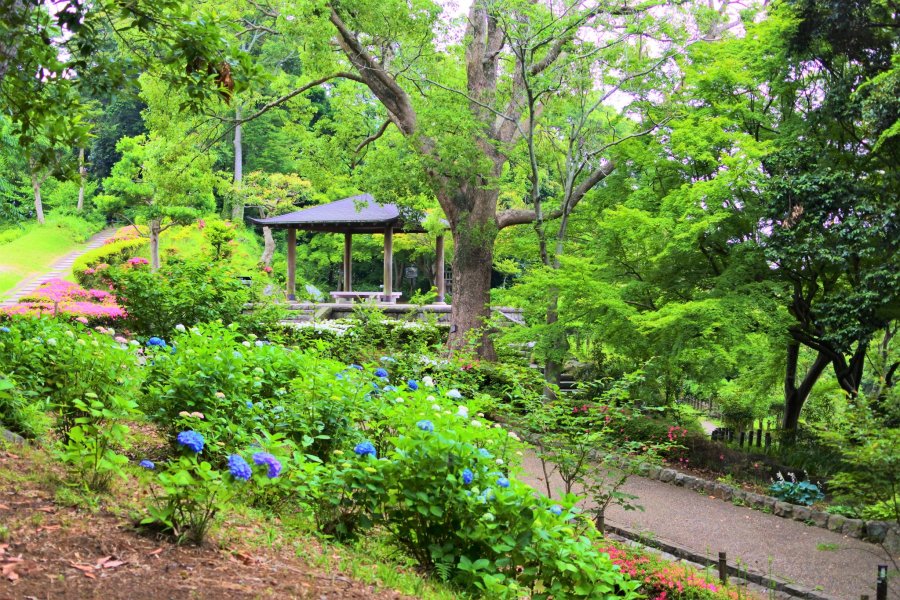 初夏の大磯城山公園