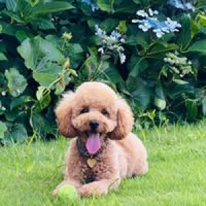 Bei Xue profile photo