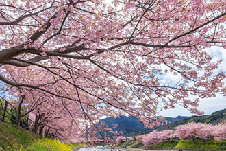 Kawazu Sakura and Tokyu Resort